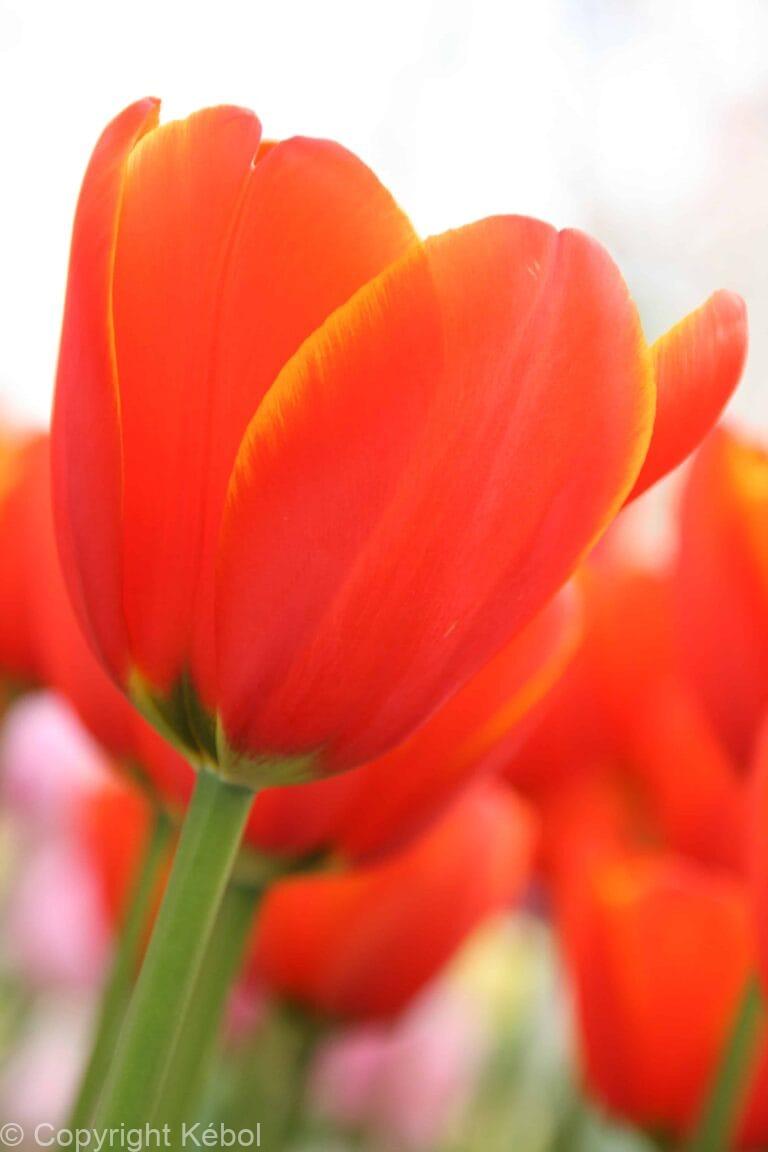 Tulipa World's Fire