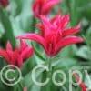 Tulipa Doll's Minuet