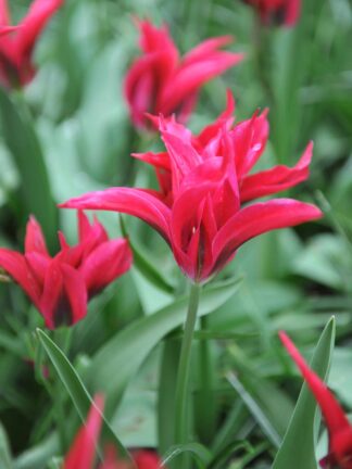 Tulipa Doll's Minuet