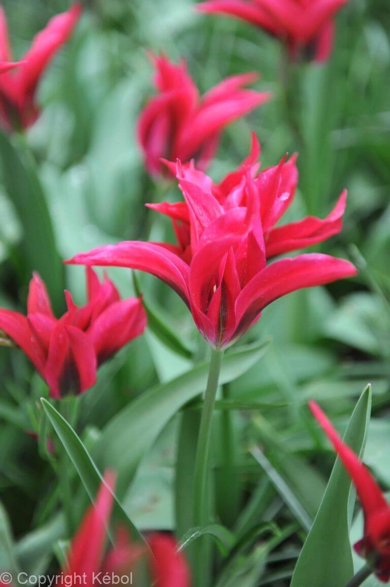 Tulipa Doll's Minuet