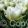 Tulipa White Valley