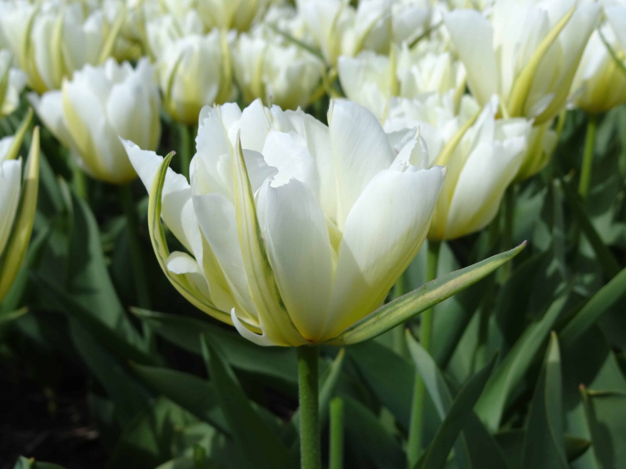 Tulipa White Valley