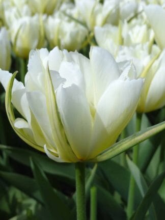 Tulipa White Valley