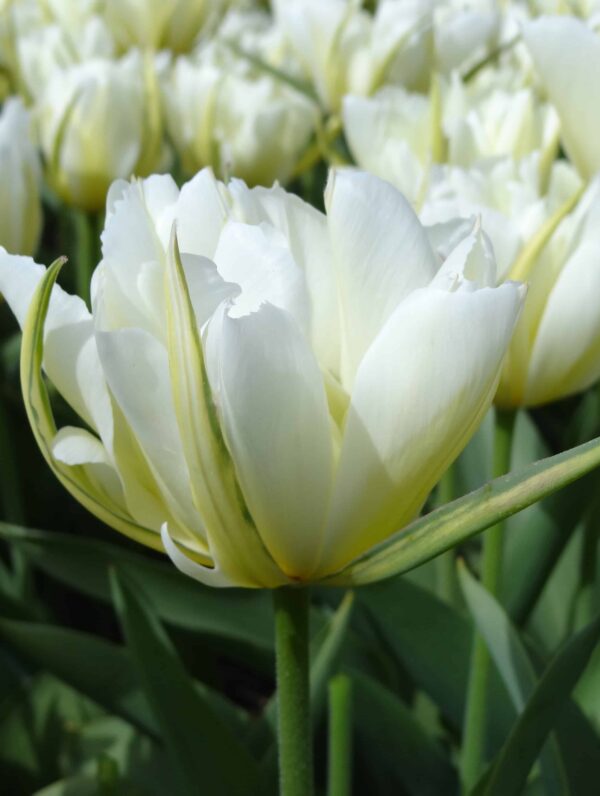 Tulipa White Valley