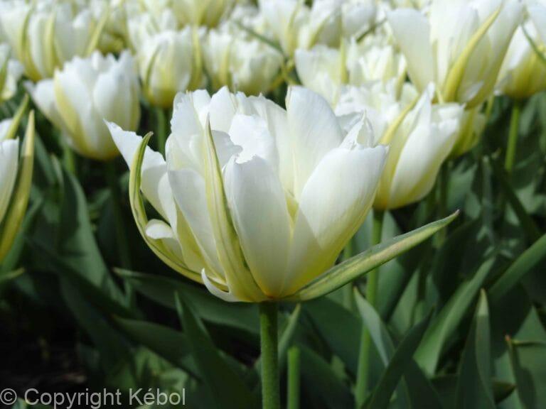 Tulipa White Valley