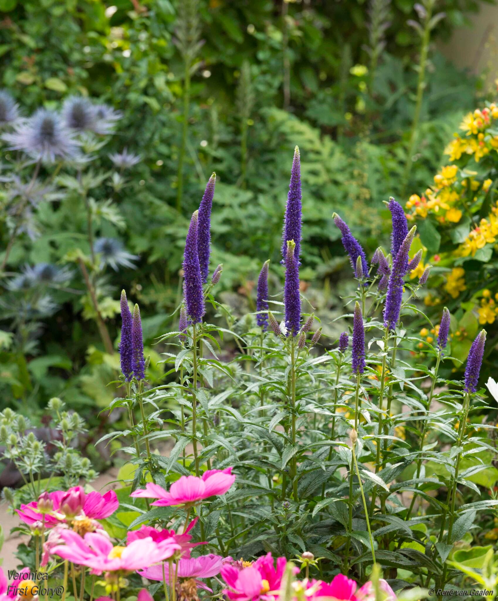 Veronica First Glory
