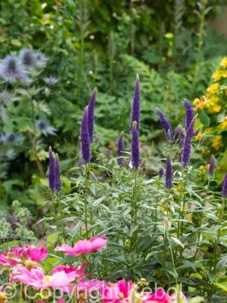 Veronica First Glory - bag