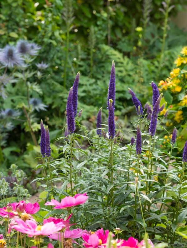 Veronica First Glory