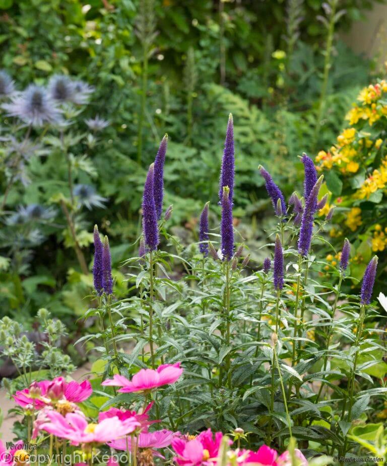 Veronica First Glory