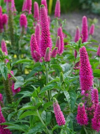 Veronica First Love - bag