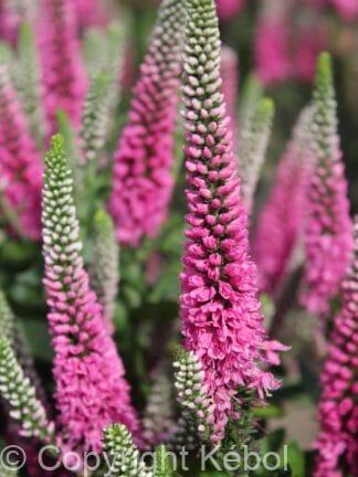 Veronica Pink Candles - case