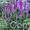 Veronica Purpleicious