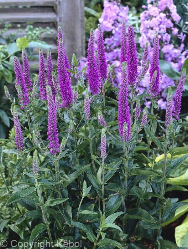Veronica Purpleicious