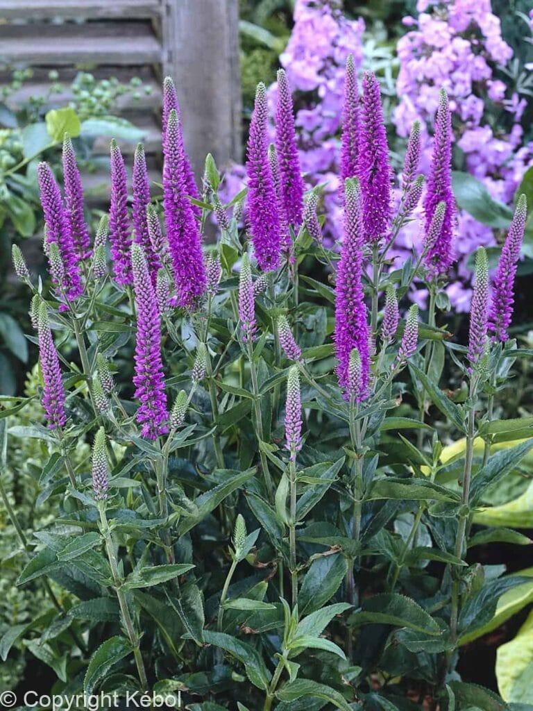 Veronica Purpleicious