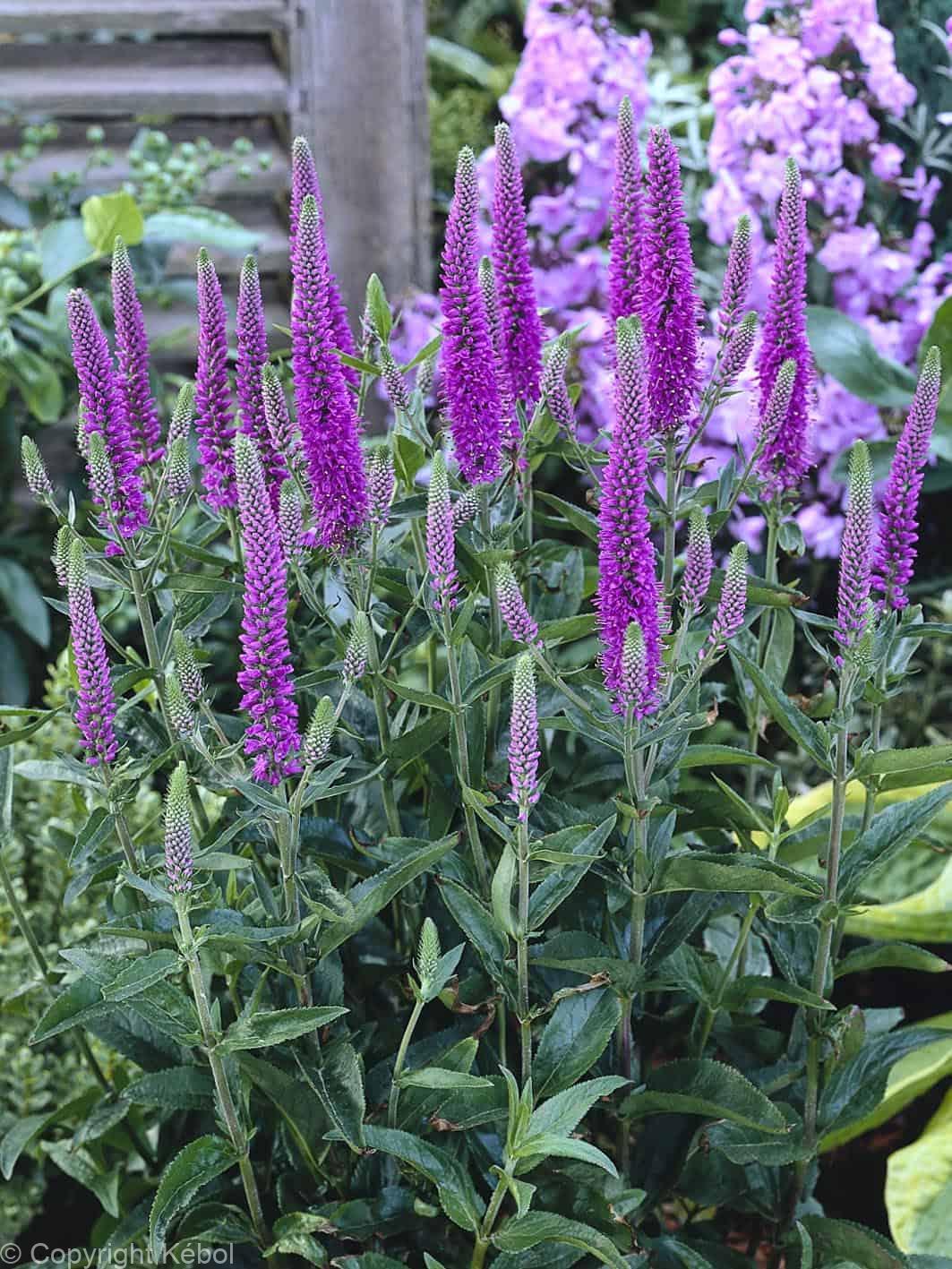Veronica Purpleicious