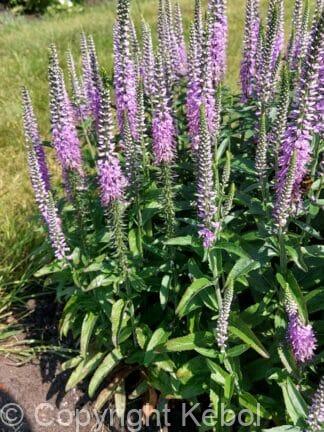 Veronica Lavender Lightsaber - bag