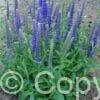 Veronica Baby Blue