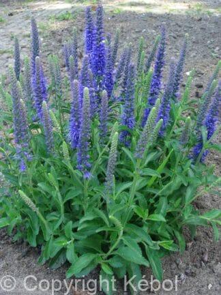 Veronica Baby Blue - bag