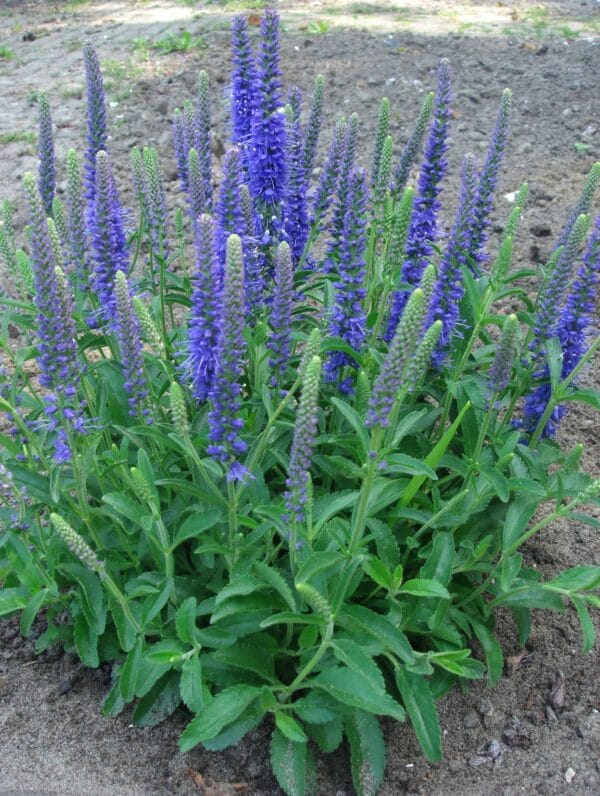 Veronica Baby Blue