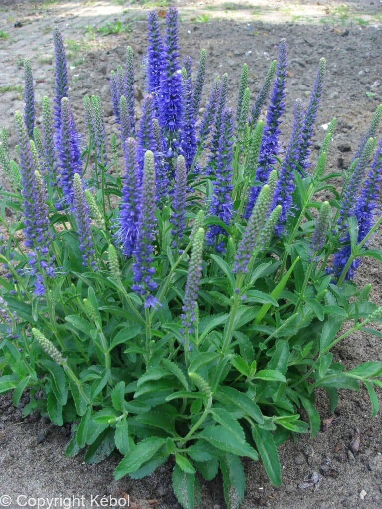 Veronica Baby Blue