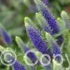 Veronica Ulster Blue Dwarf