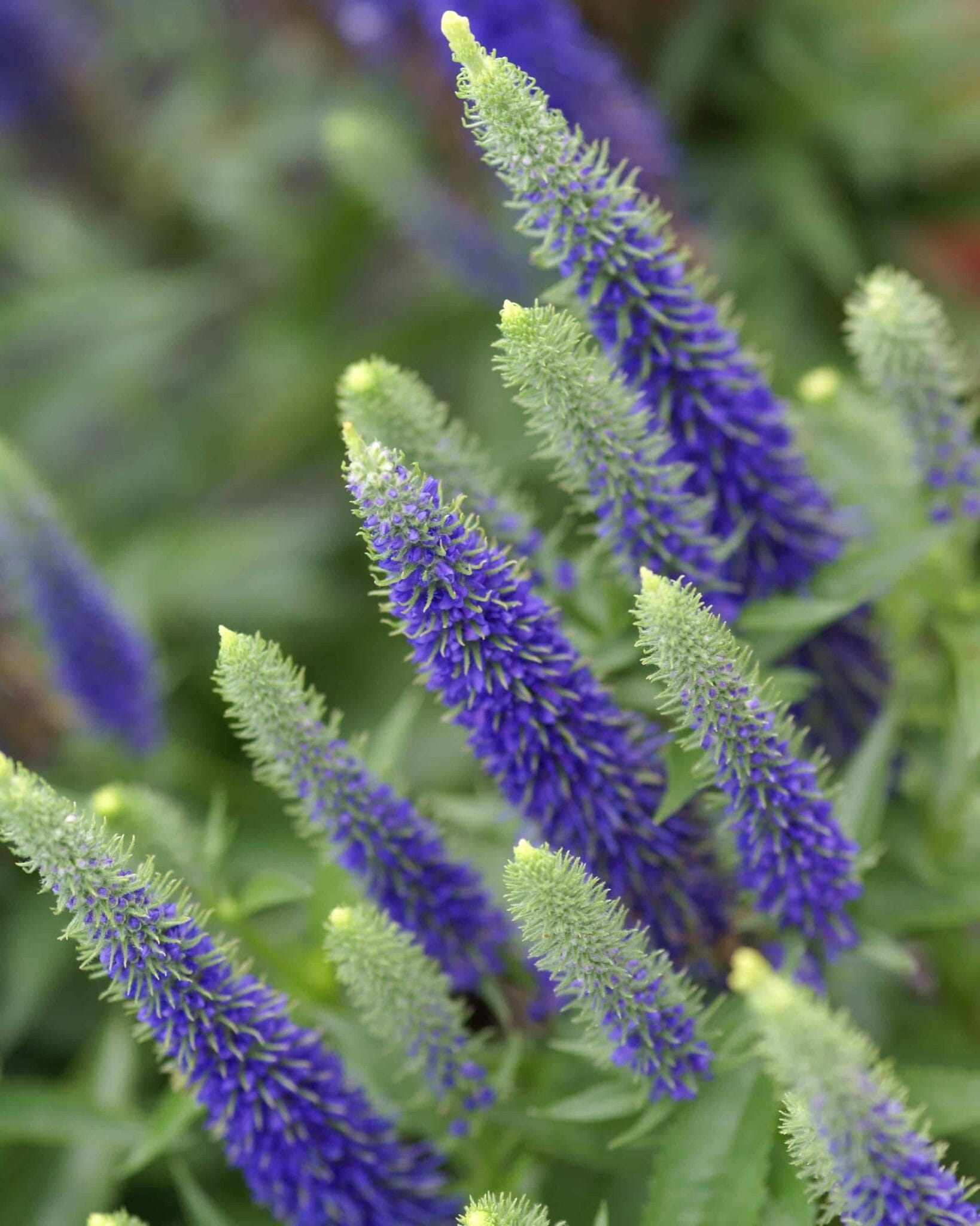 Veronica Ulster Blue Dwarf