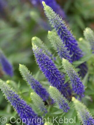 Veronica Ulster Blue Dwarf - bag