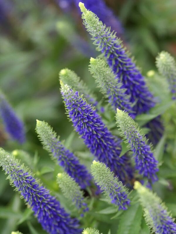 Veronica Ulster Blue Dwarf - case