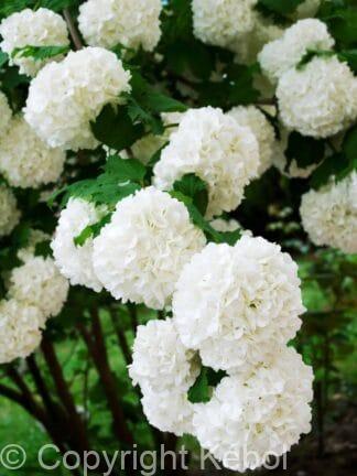 Viburnum Compactum - bag