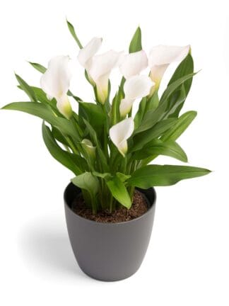 Zantedeschia Crystal Blush - bag