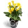 Zantedeschia Gold Crown
