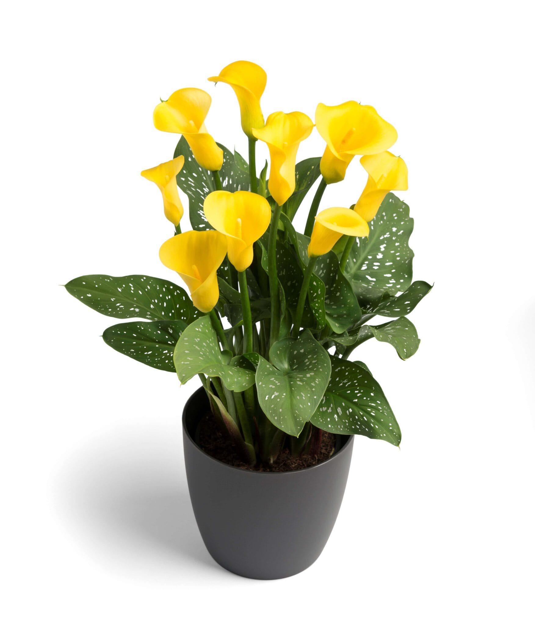 Zantedeschia Gold Crown