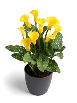 Zantedeschia Gold Crown