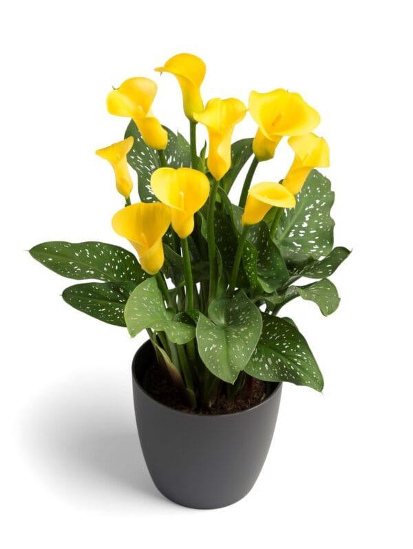 Zantedeschia Gold Crown