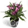Zantedeschia Grape Velvet