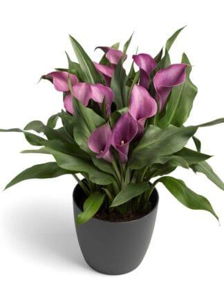 Zantedeschia Grape Velvet