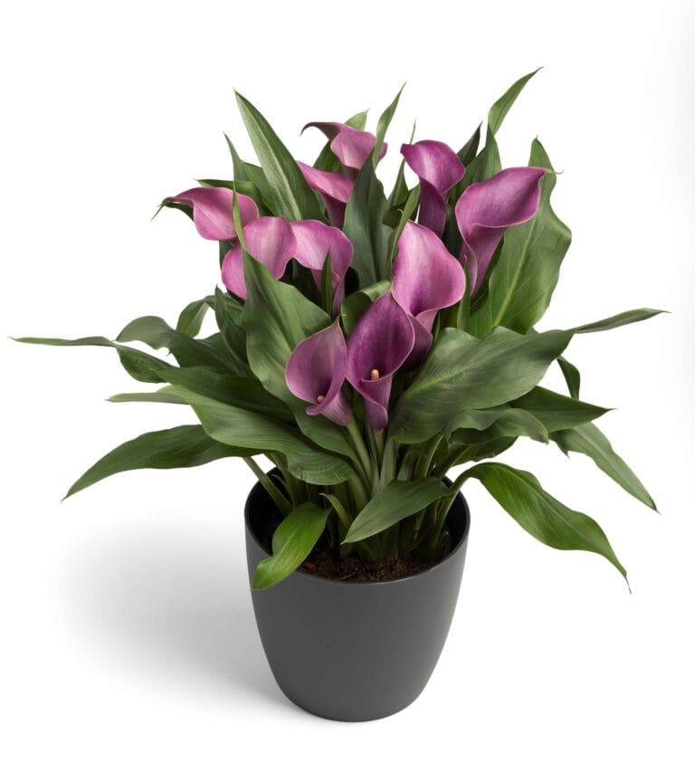 Zantedeschia Grape Velvet