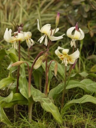 Erythronium White Beauty