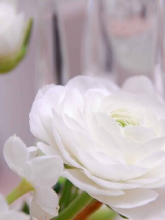 Ranunculus White