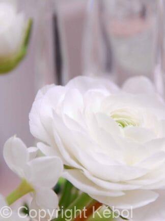 Ranunculus White