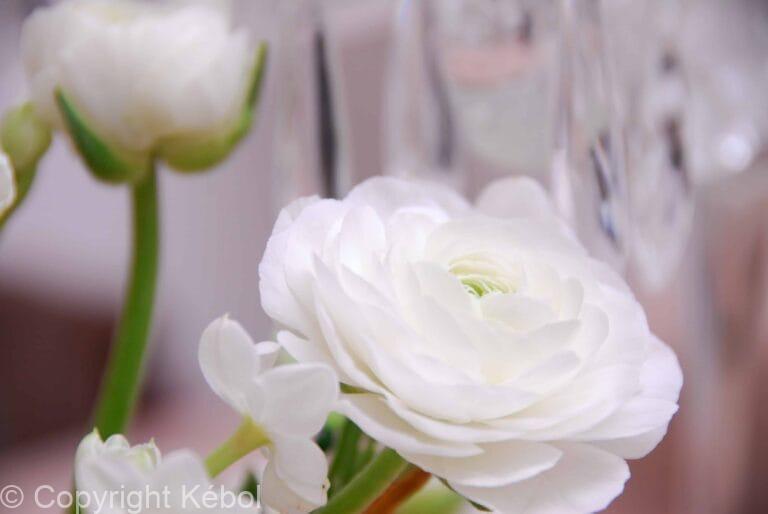 Ranunculus White