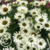 Echinacea Virgin PBR