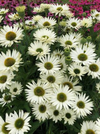 Echinacea Virgin - case