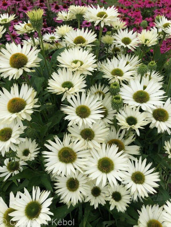 Echinacea Virgin PBR