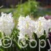 Hyacinthus Carnegie
