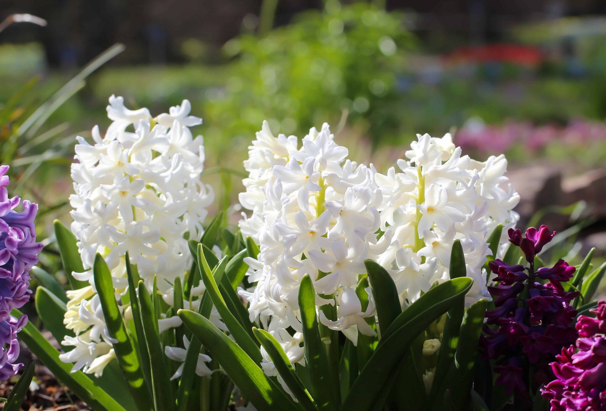 Hyacinthus Carnegie