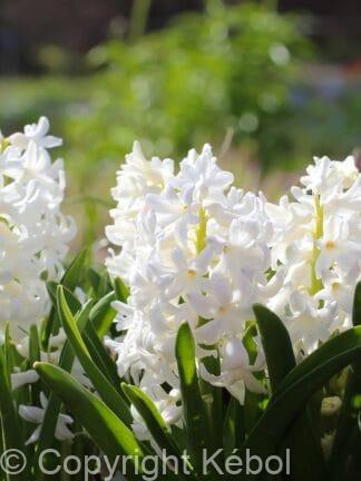 Hyacinthus Carnegie