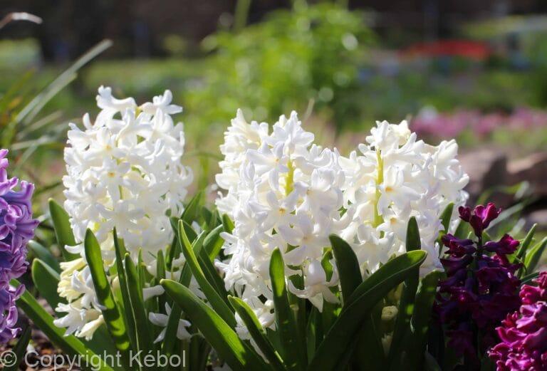 Hyacinthus Carnegie