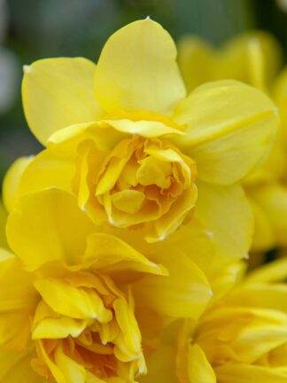 Narcissus Golden Delicious