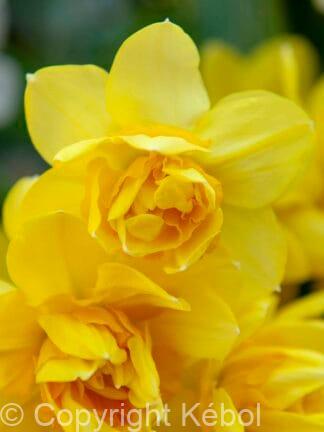 Narcissus Golden Delicious